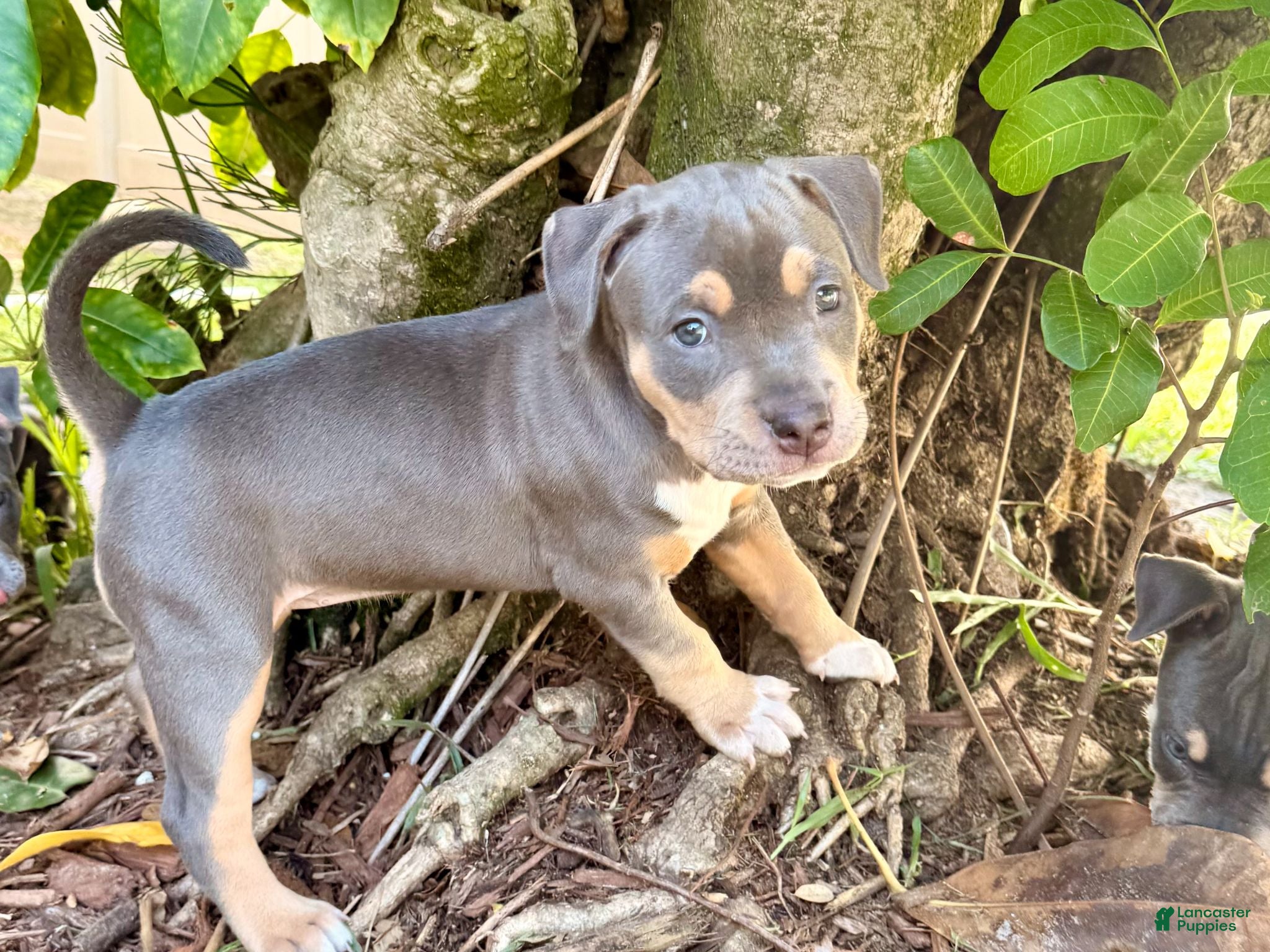 American Bully dogs Calypso  - Ad 1