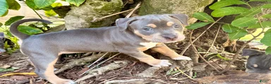 Calypso 