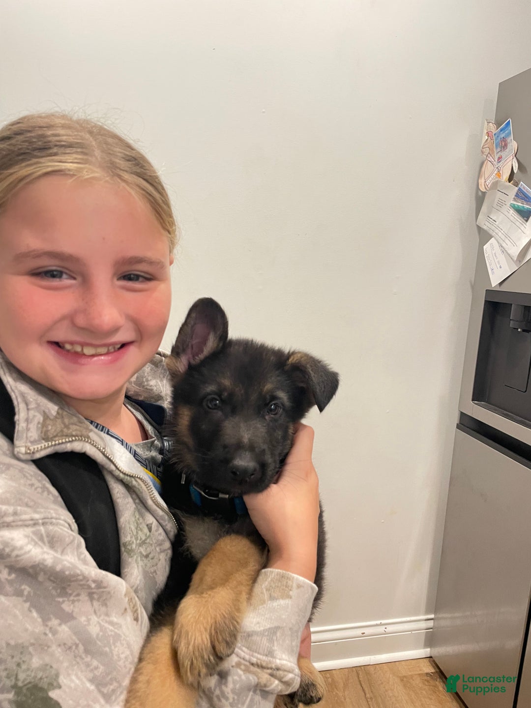 German Shepherd dogs for sale: Sunny/yellow collar - Ad 2