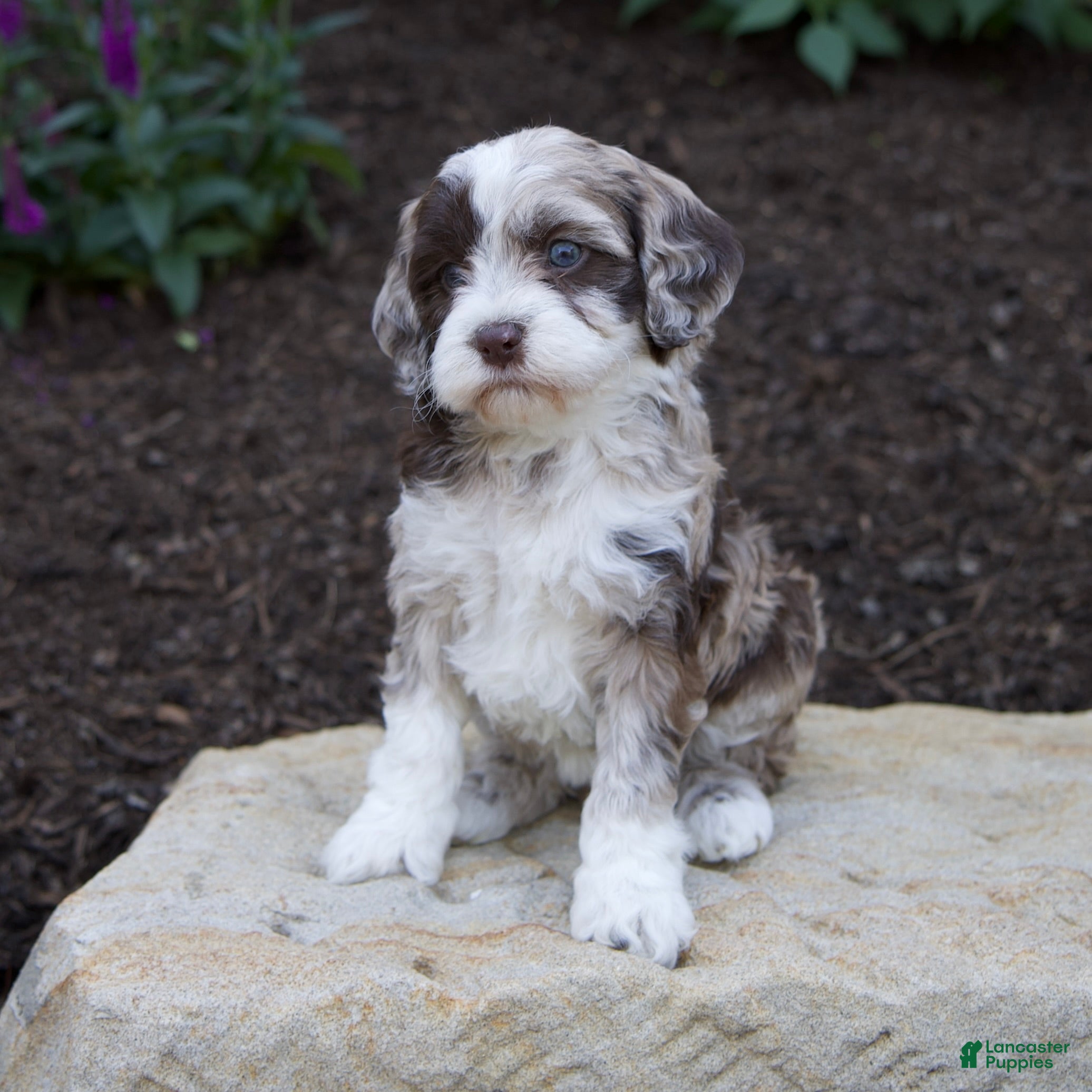 Mixed Breed dogs Flora - Ad 1