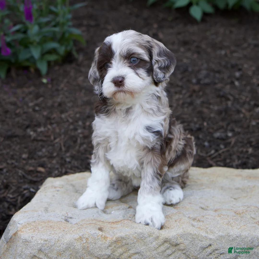 Mixed Breed dogs for sale: Flora - Ad 1