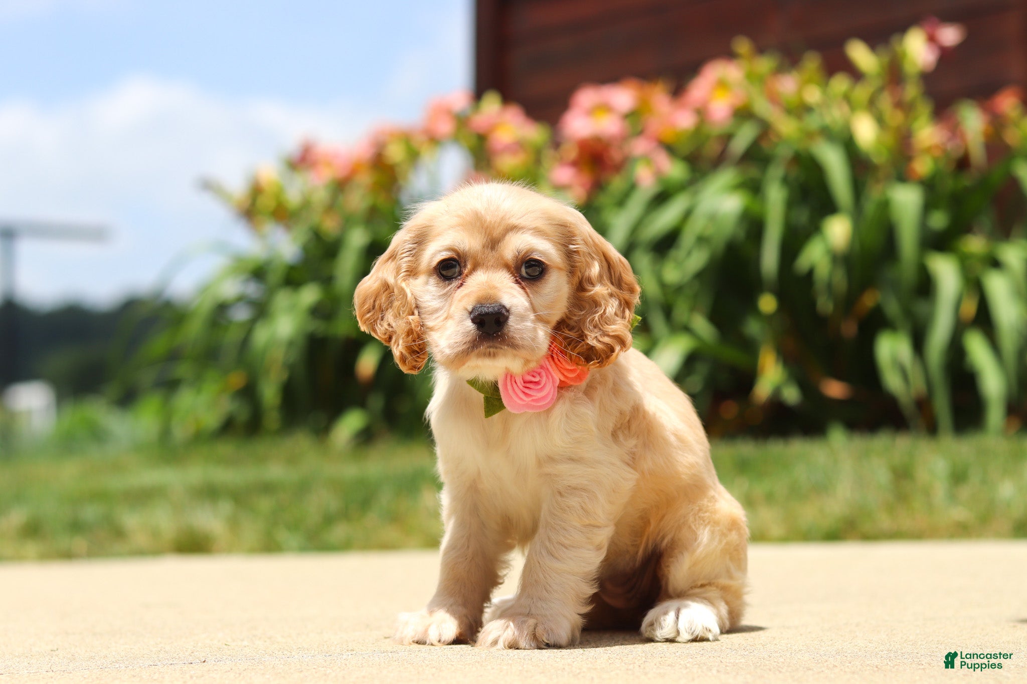 Cocker Spaniel dogs for sale: Pearl - Ad 3
