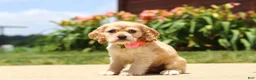 Cocker Spaniel dogs for sale: Pearl - Ad 1