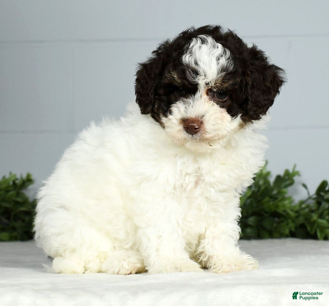 Miniature Poodle dogs for sale: Jill - Ad 6