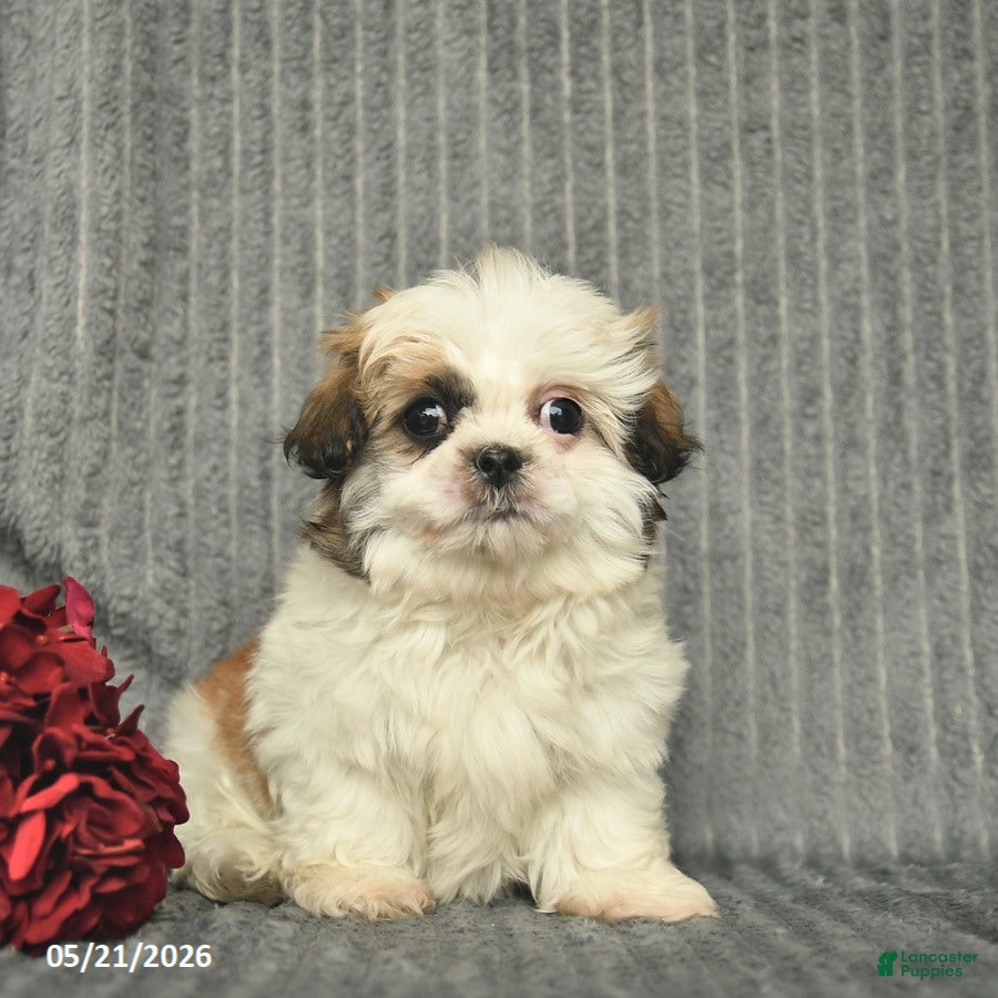 Malshi dogs Blake - Ad 1
