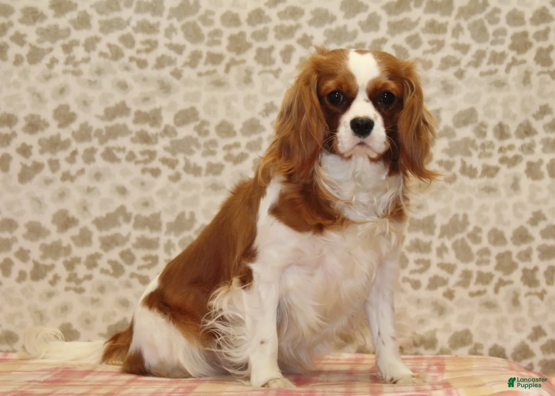 Cavapoo dogs for sale: Ellie - Ad 5