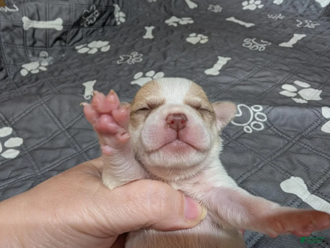 Chihuahua dogs for sale: Aimee - Ad 2