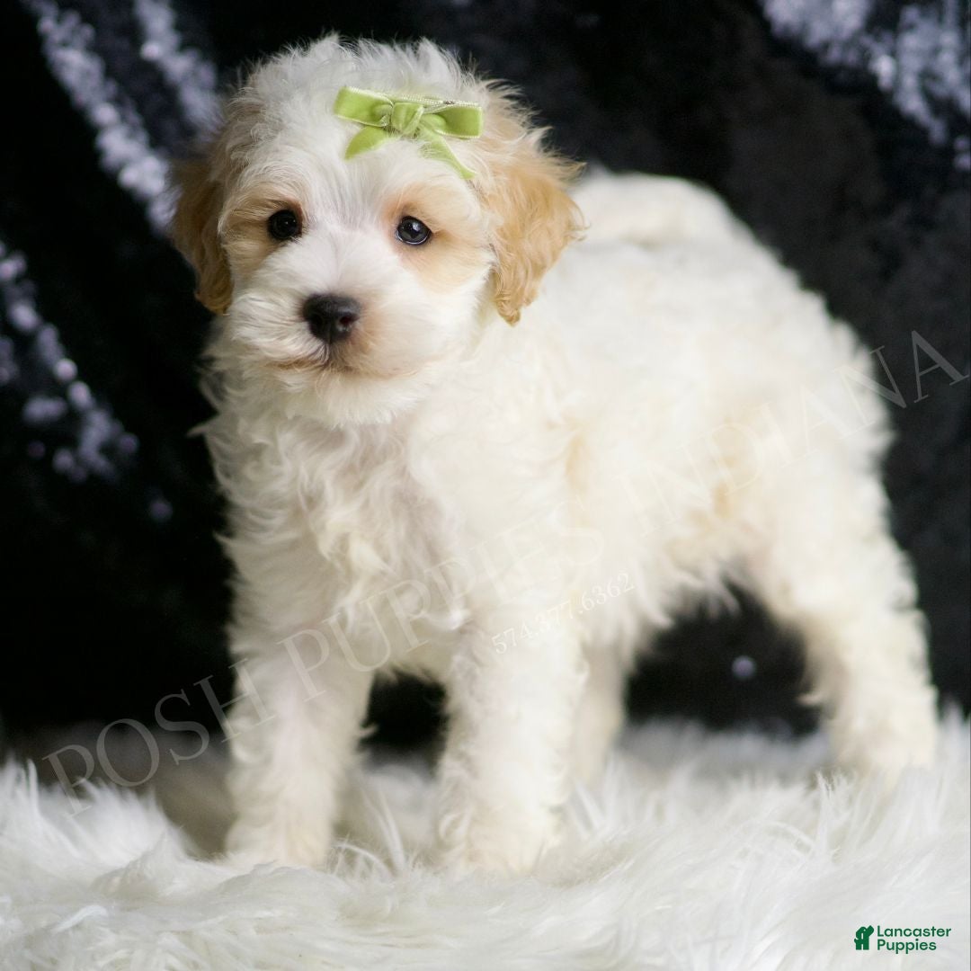 Maltipoo dogs for sale: ASH - Ad 4