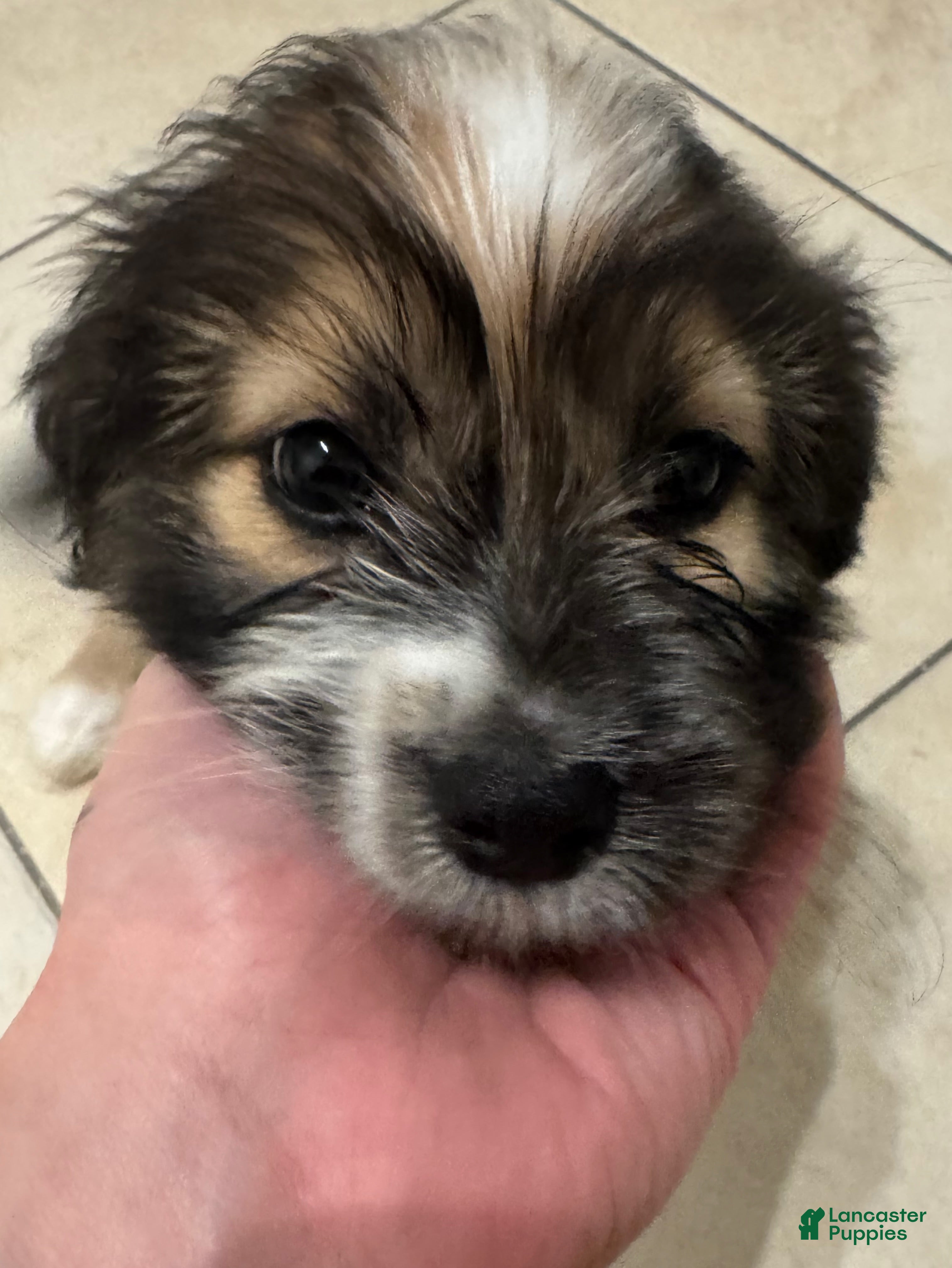 Mixed Breed dogs Theodore - Ad 24