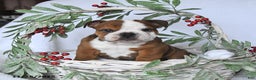 English Bulldog dogs for sale: Prince   - Ad 1