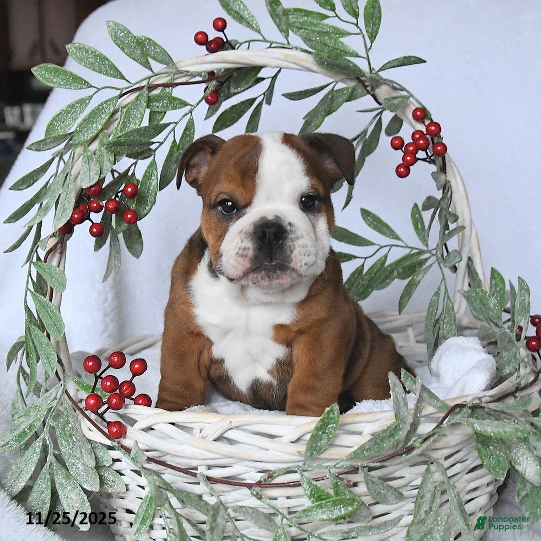 English Bulldog dogs for sale: Prince   - Ad 1
