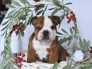 English Bulldog dogs Prince - Ad 40
