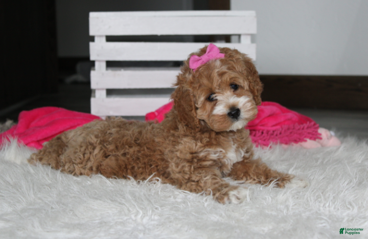 Cockapoo dogs Paisley  - Ad 2