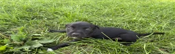 Mixed Breed dogs for sale: Chip - Ad 3