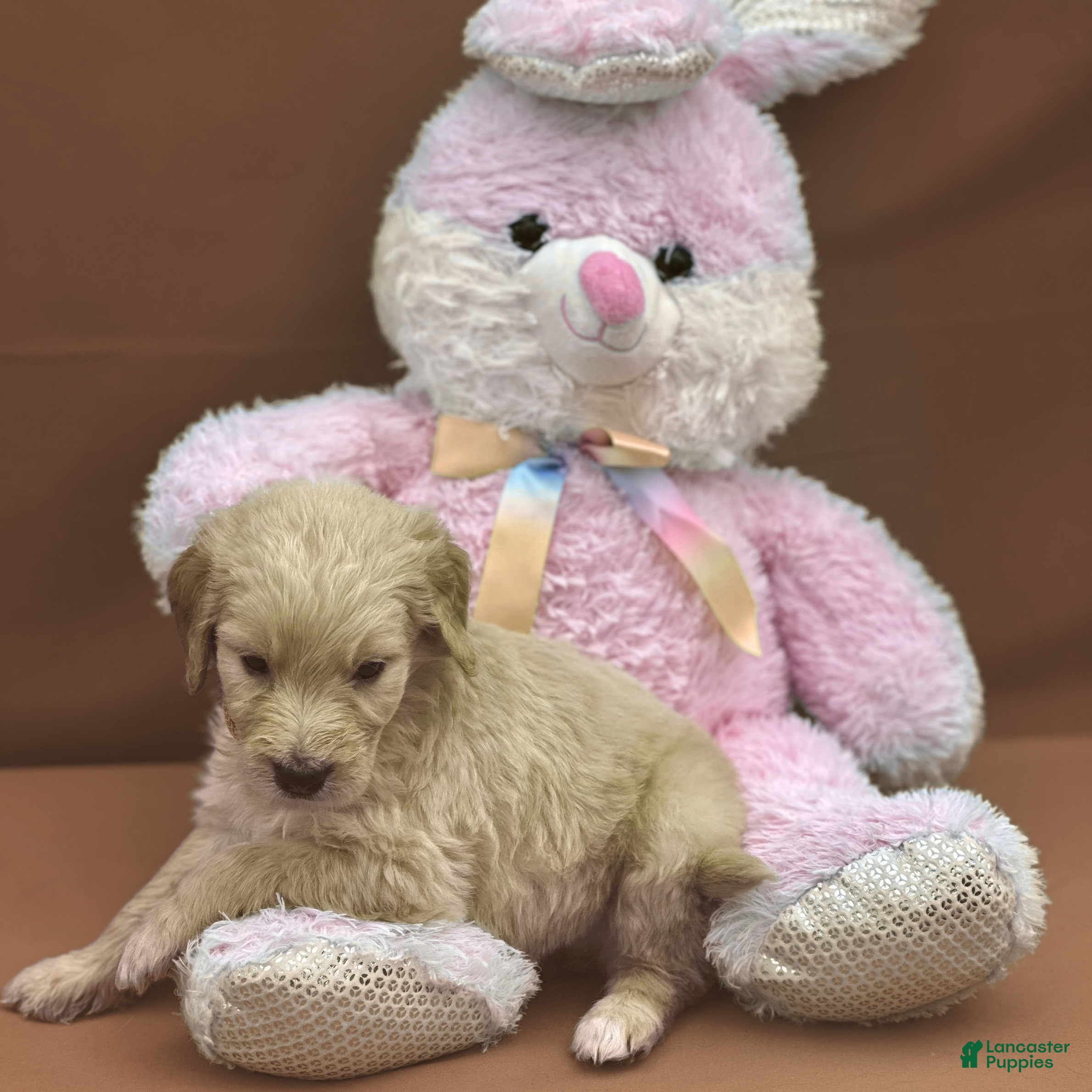 Goldendoodle dogs Ashoka Tano - Ad 2