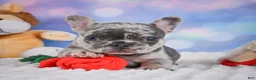 French Bulldog dogs for sale: Daisy - Ad 4