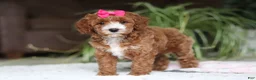 Cavapoo dogs for sale: Izzy - Ad 5