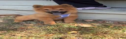 Chow Chow dogs for sale: Brownie - Ad 3