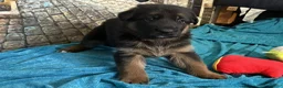 German Shepherd dogs for sale: Veronica - Ad 20