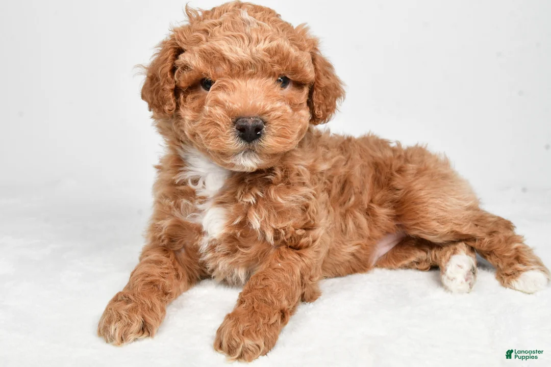 Miniature Poodle dogs for sale: Dakota - Ad 5