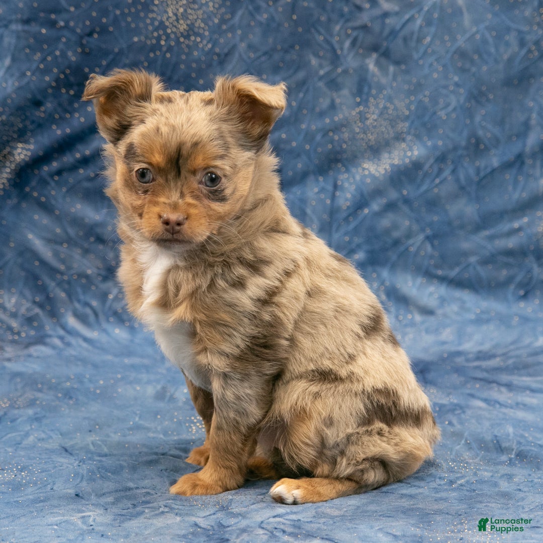 Chihuahua dogs for sale: Hudson - Ad 7