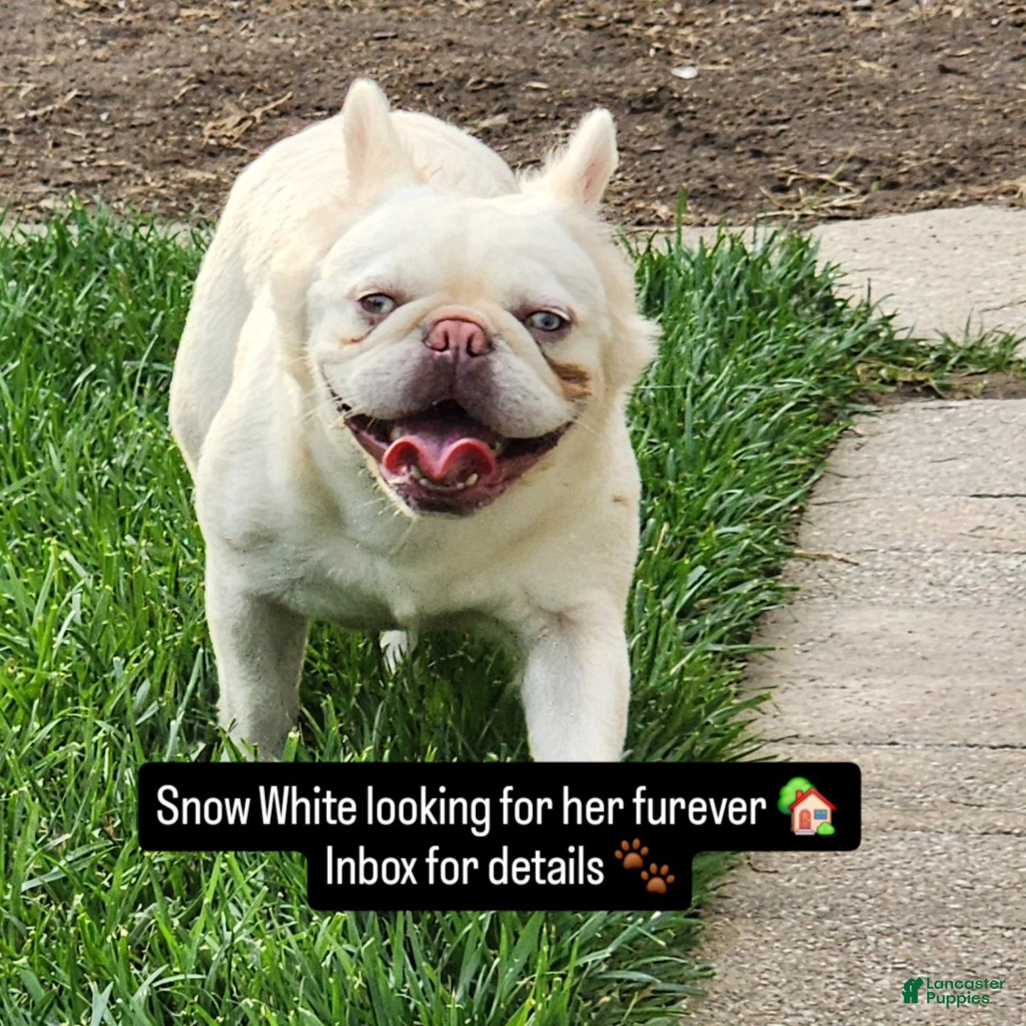 French Bulldog dogs Snow White - Ad 24
