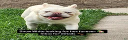 French Bulldog dogs for sale: Snow White - Ad 1
