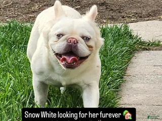 French Bulldog dogs Snow White - Ad 39