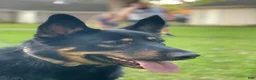 Mixed Breed dogs for sale: Mixed Breed 1 - Ad 9