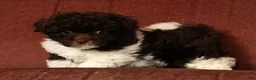 Havapoo dogs for sale: Buttercup - Ad 4