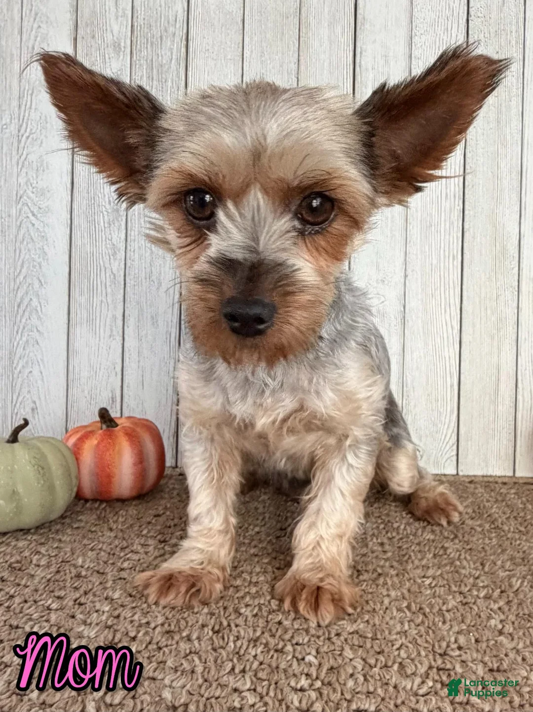 Yorkshire Terrier dogs for sale: Sugar Female AKC Yorkshire Terrier - Ad 12