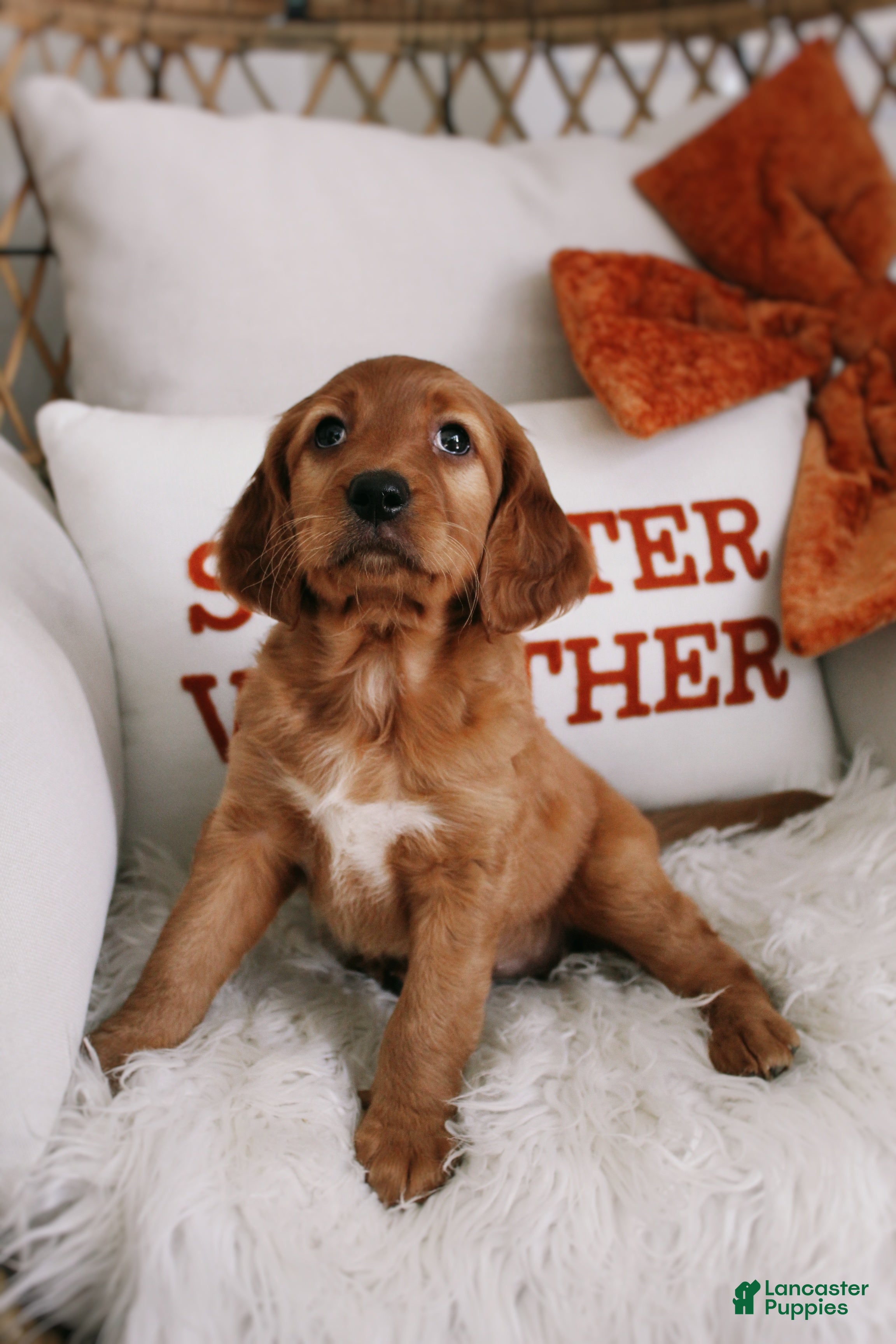Mixed Breed dogs Pumpkin Spice  - Ad 2