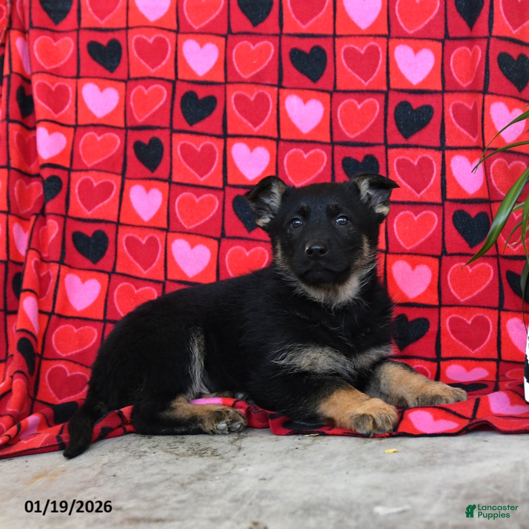 German Shepherd dogs for sale: Quest - Ad 2