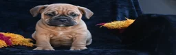 Mixed Breed dogs for sale: Bruno - Ad 6