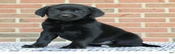 Labrador Retriever dogs for sale: Bonnie - Ad 3