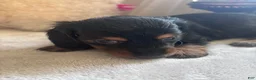 Dachshund dogs for sale: Faith-Long Hair - Ad 4