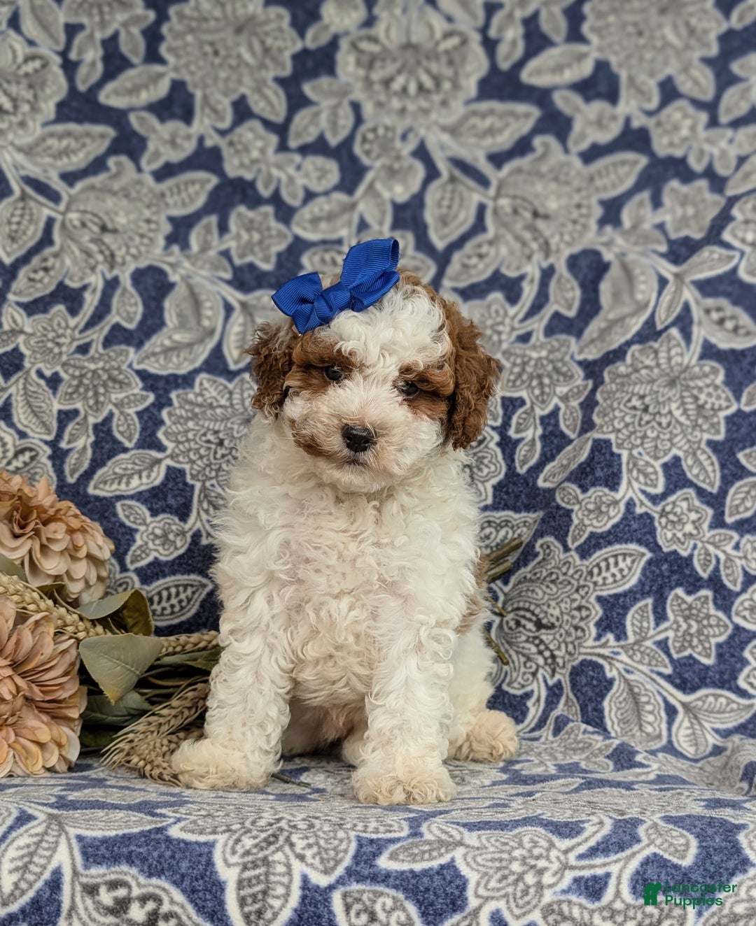 Miniature Poodle dogs for sale: Laureen - Ad 3
