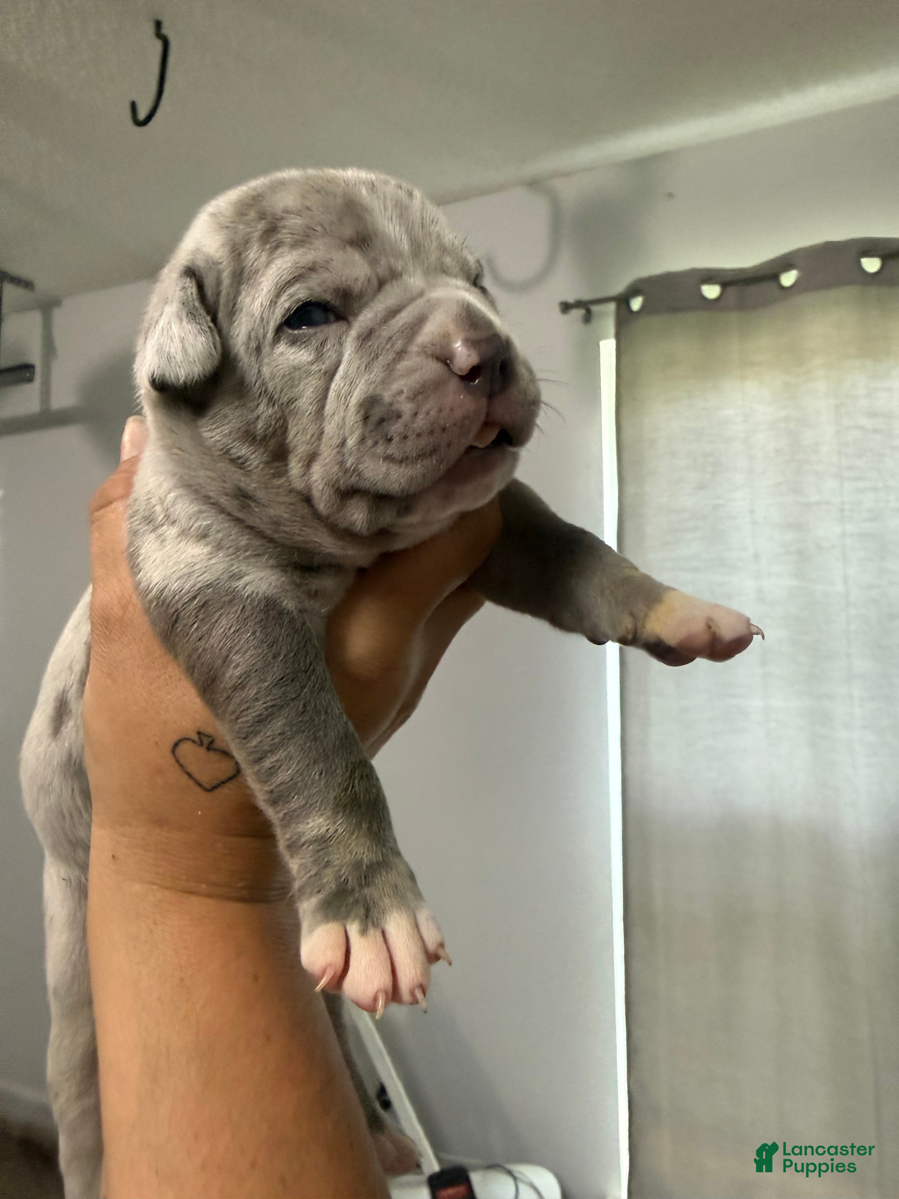 American Bully dogs Biggie - XL American Bully Puppy  - Ad 27