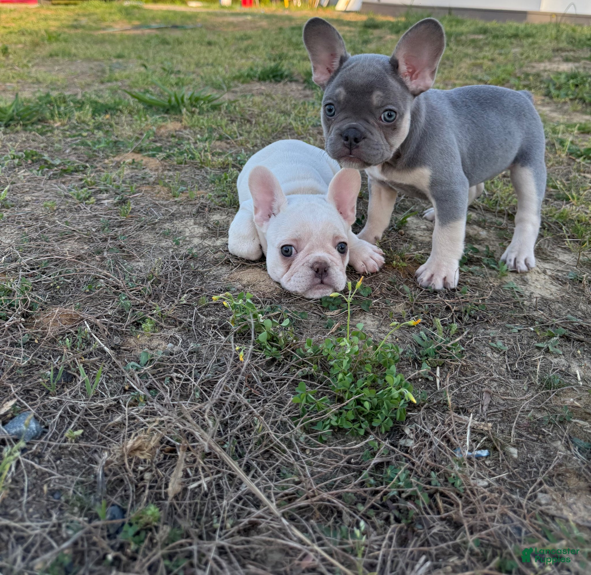 French Bulldog dogs Atlas - Ad 2