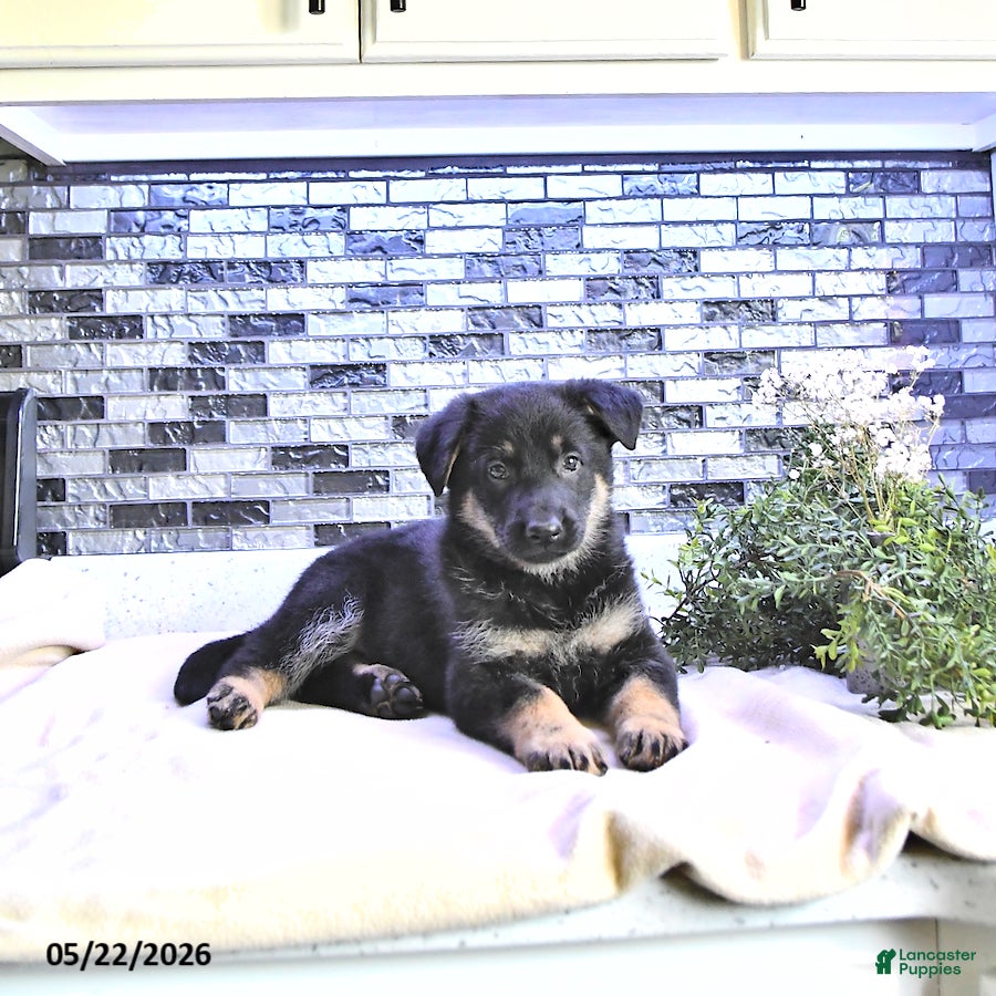 German Shepherd dogs Demi - Ad 2