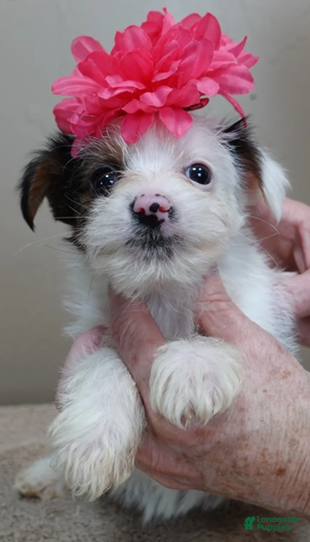 Yorkshire Terrier dogs for sale: Kiko girl - Ad 8