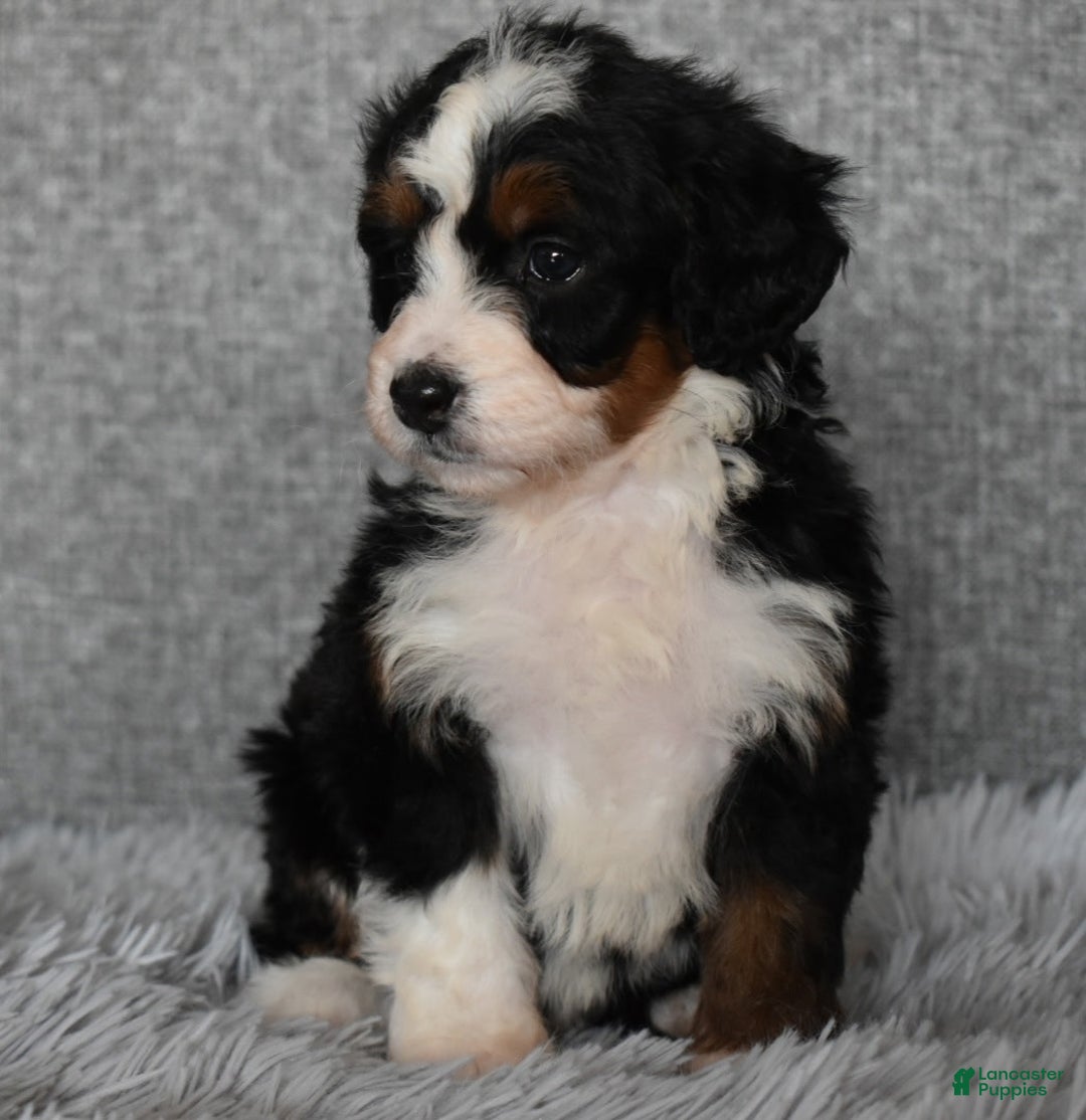 Mini Bernedoodle dogs for sale: Hayley - Ad 2