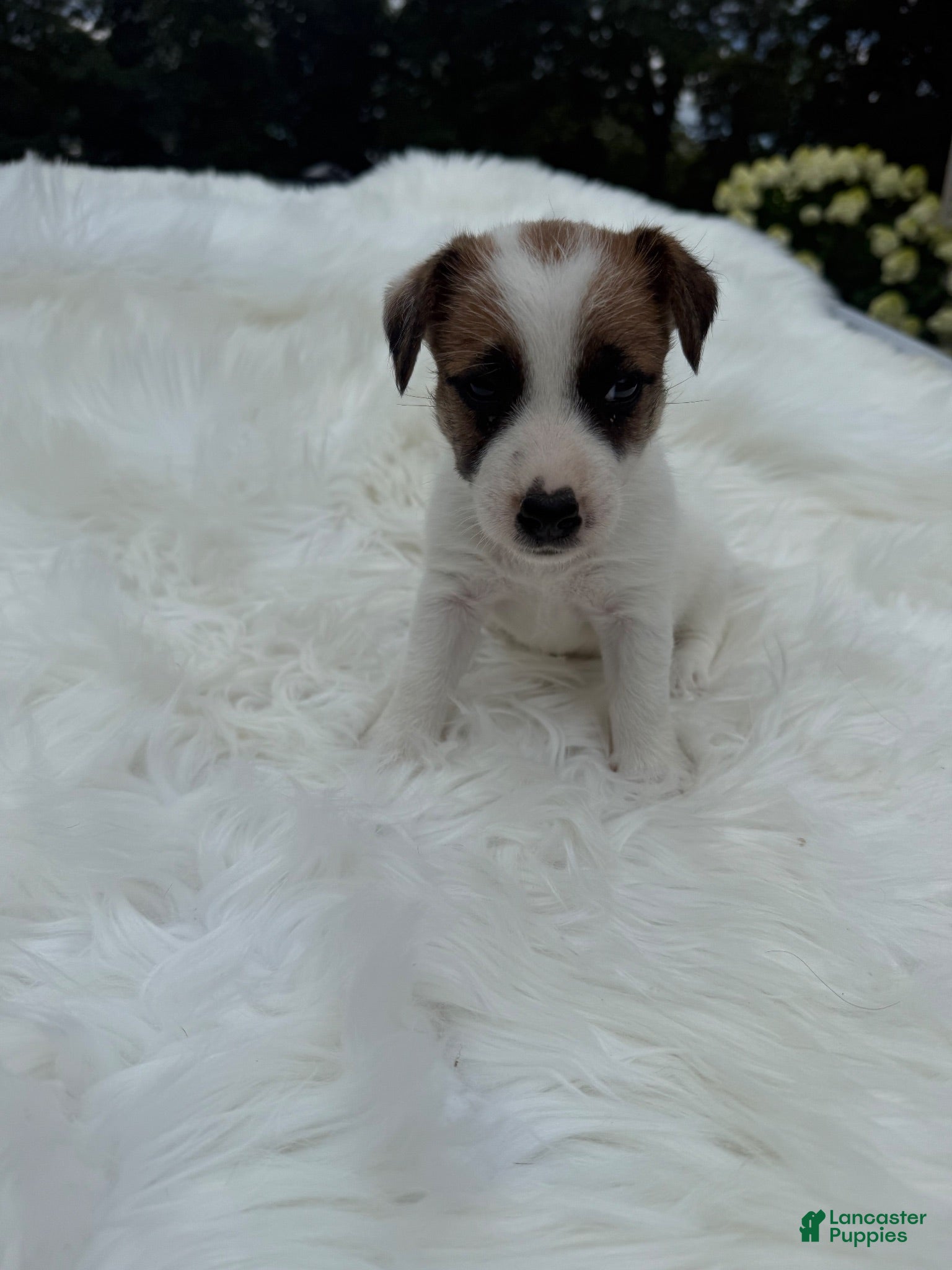 Jack Russell Terrier dogs UKC Ziggy - Ad 1