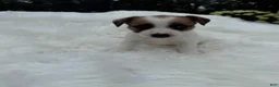 Jack Russell Terrier dogs for sale: UKC Ziggy - Ad 1