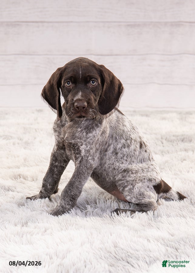 Mixed Breed dogs Riley - Ad 2