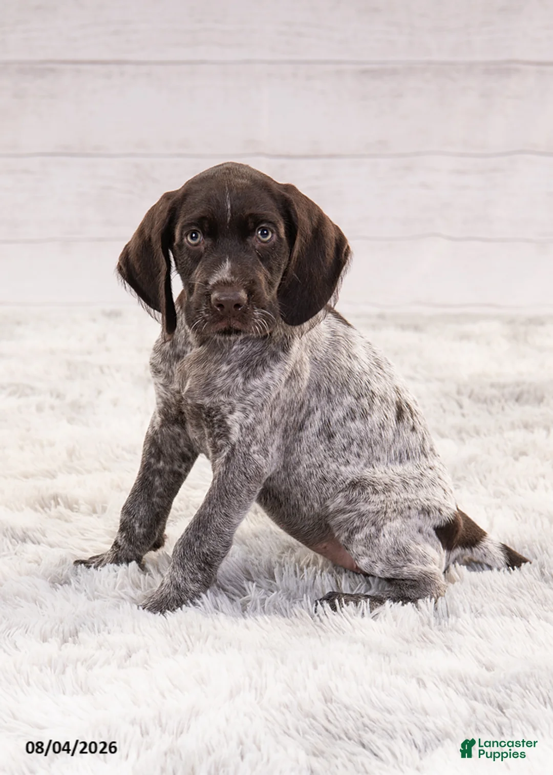 Mixed Breed dogs for sale: Riley - Ad 2