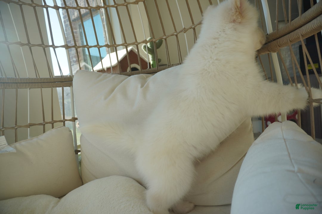 Alaskan Malamute dogs for sale: Xiao Lan - Ad 5