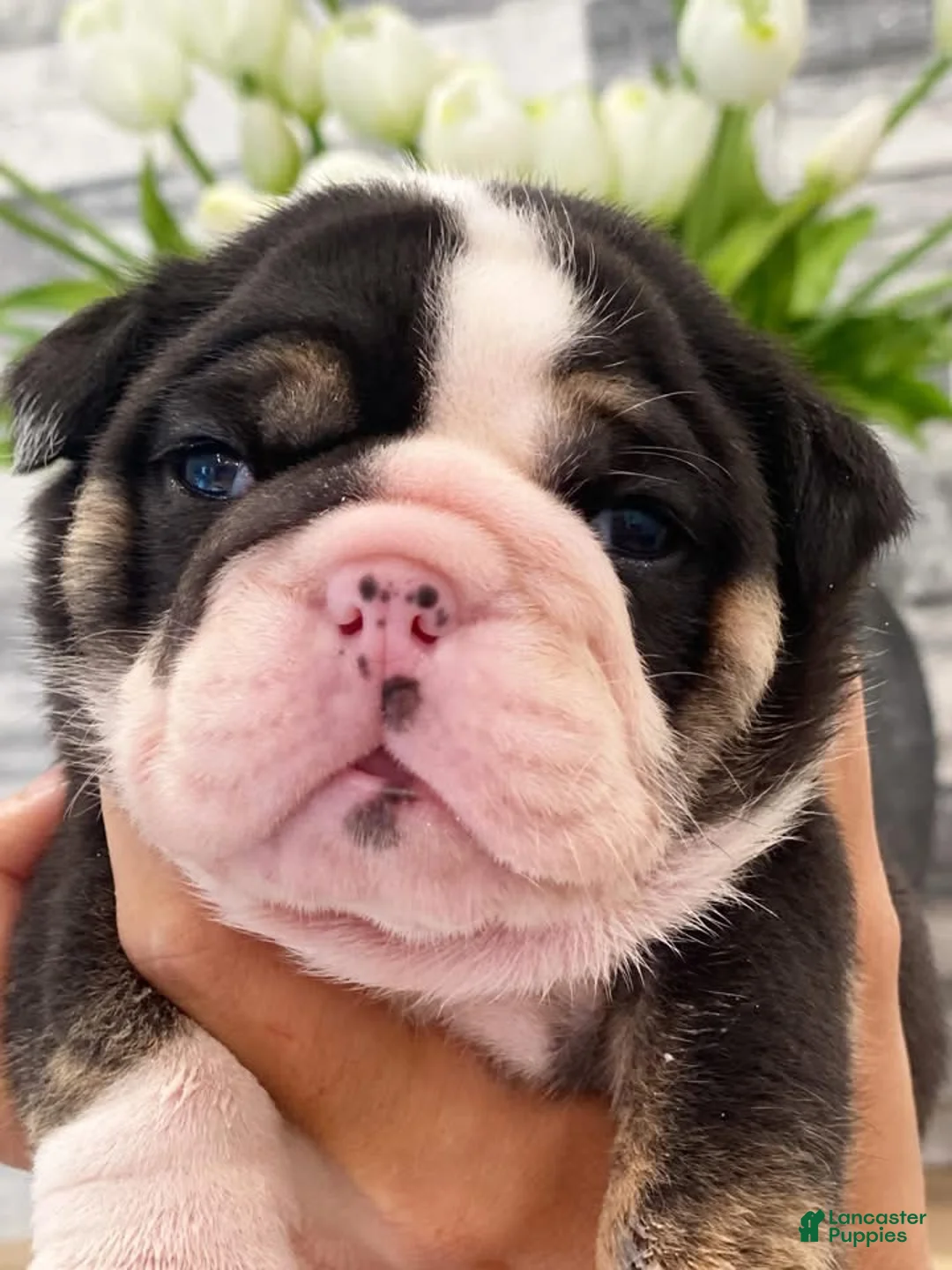 English Bulldog dogs for sale: Amelia - Ad 1