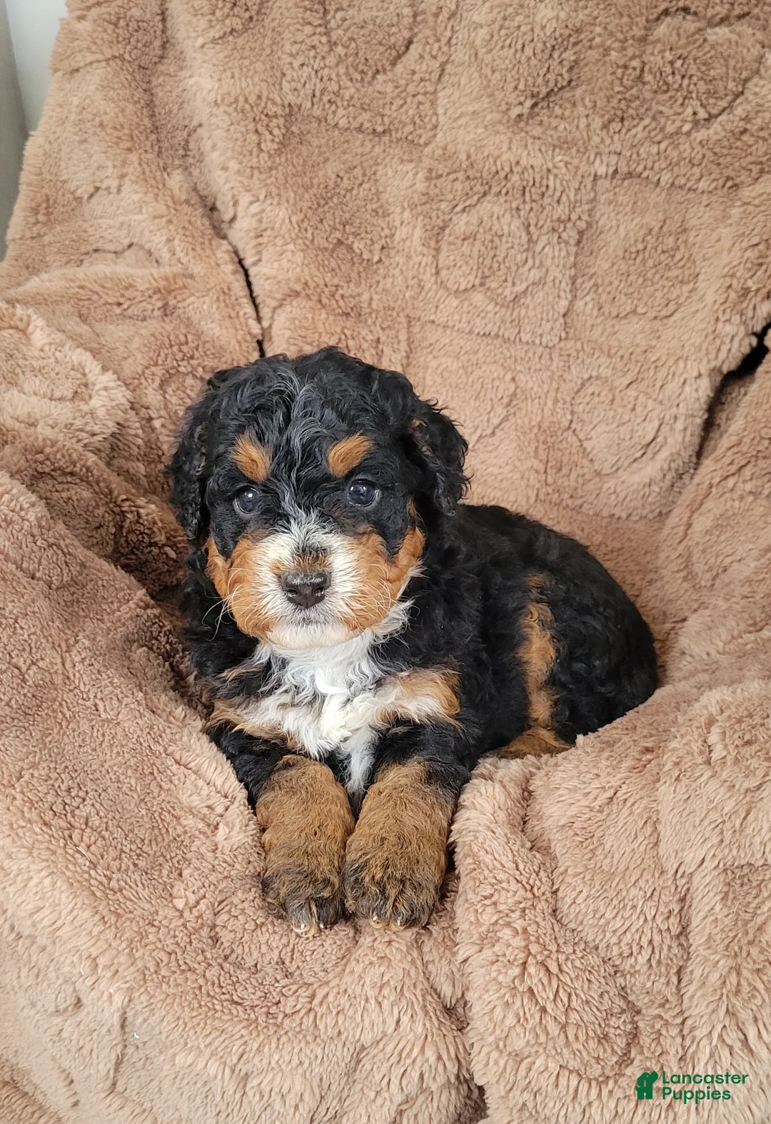 Mini Bernedoodle dogs for sale: Pearl - Ad 1