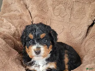 Mini Bernedoodle dogs for sale: Pearl - Ad 4